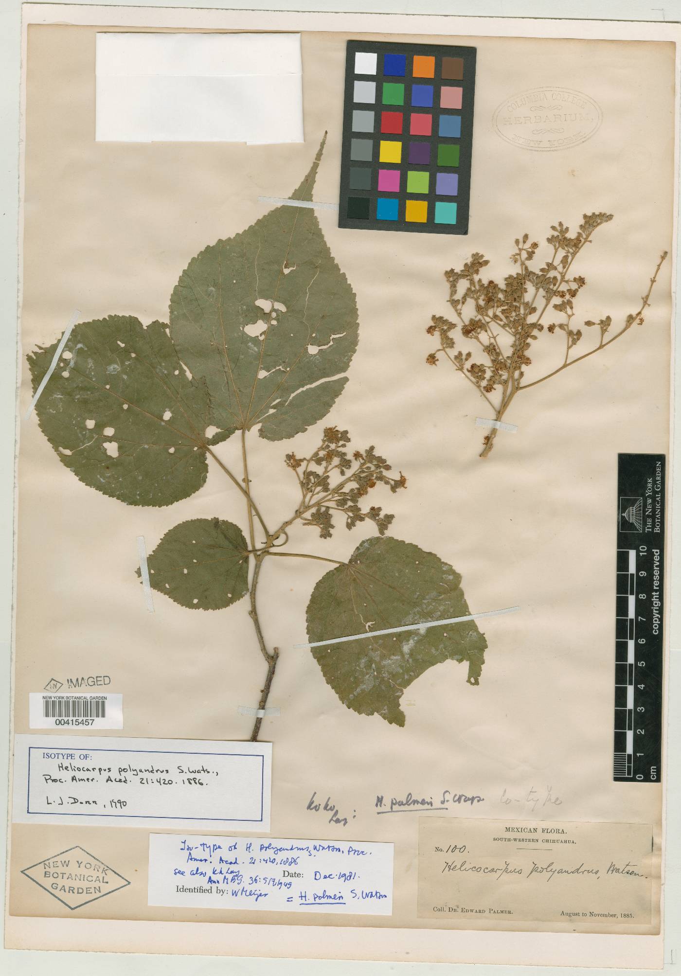 Heliocarpus palmeri image