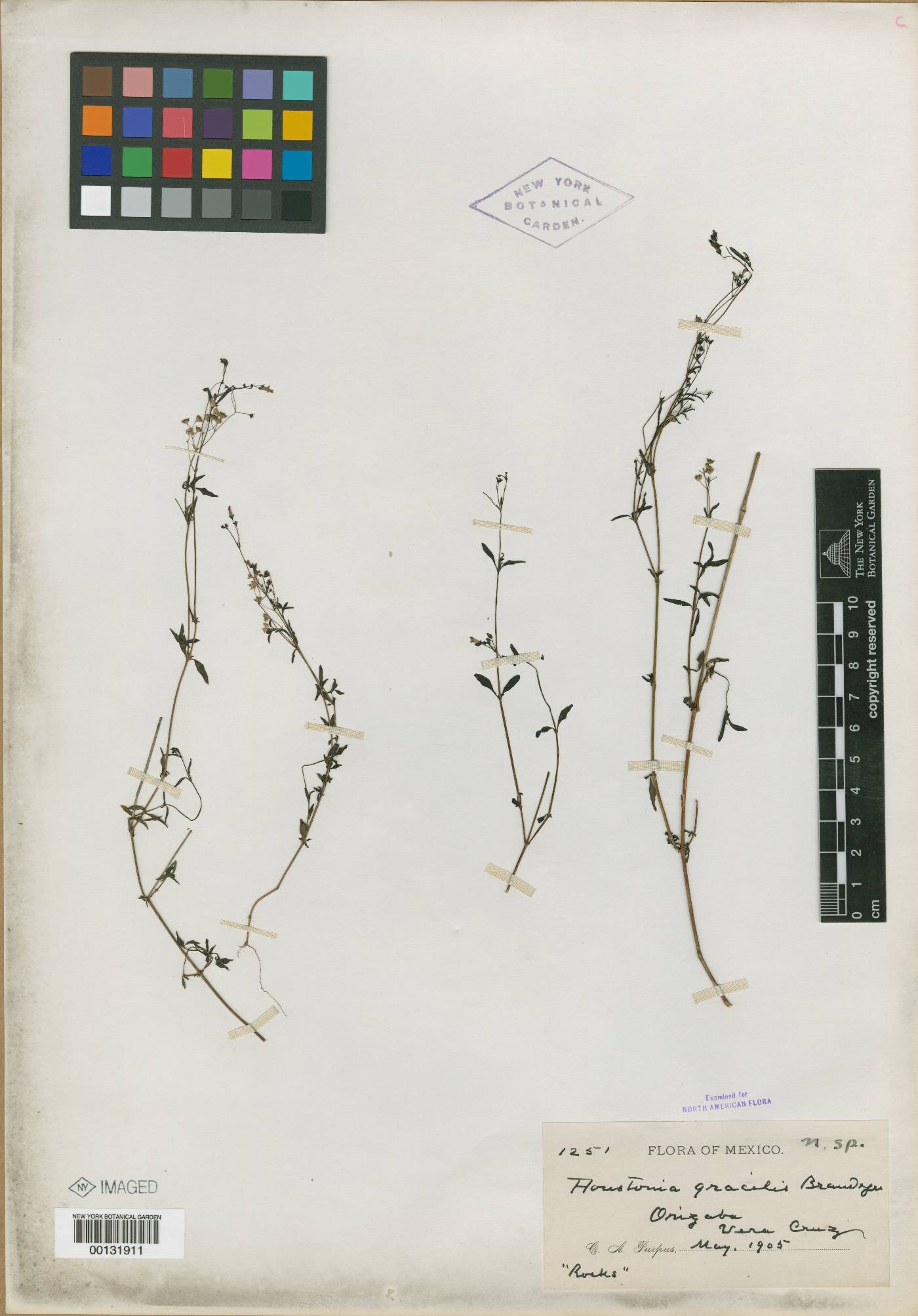 Mexotis latifolia image