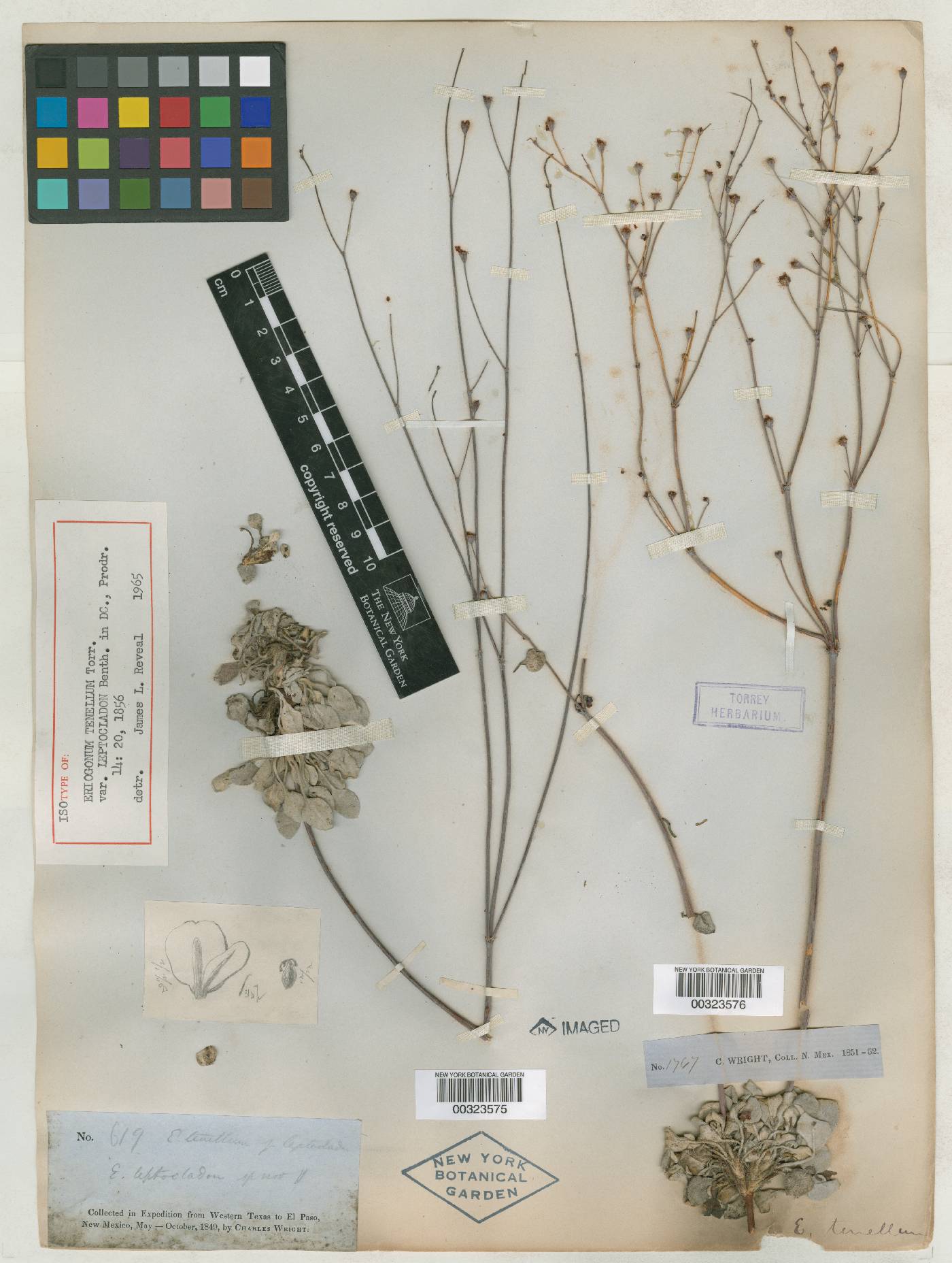 Eriogonum tenellum image