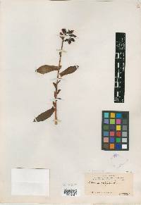 Echeveria walpoleana image