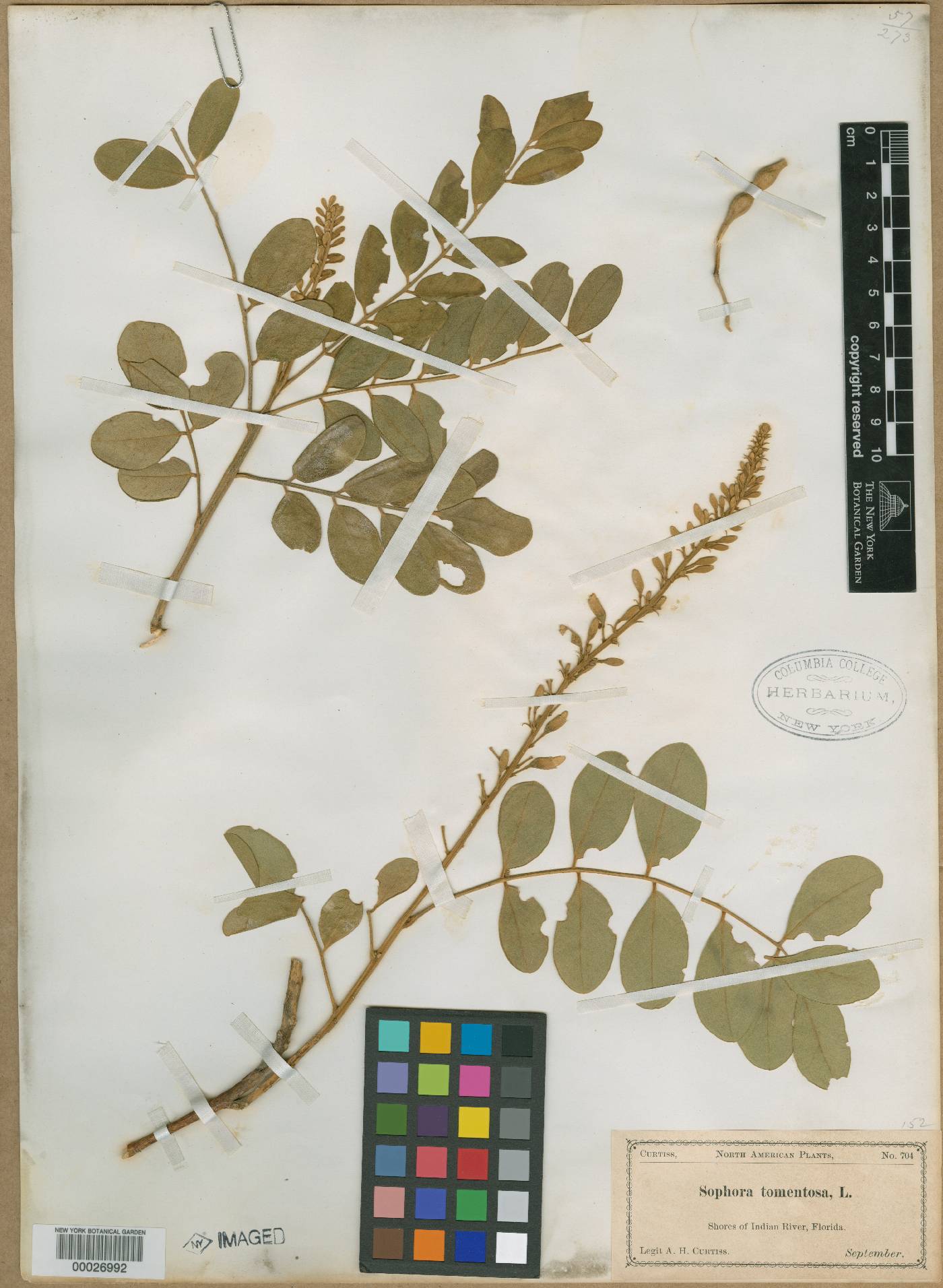 Sophora tomentosa subsp. bahamensis image