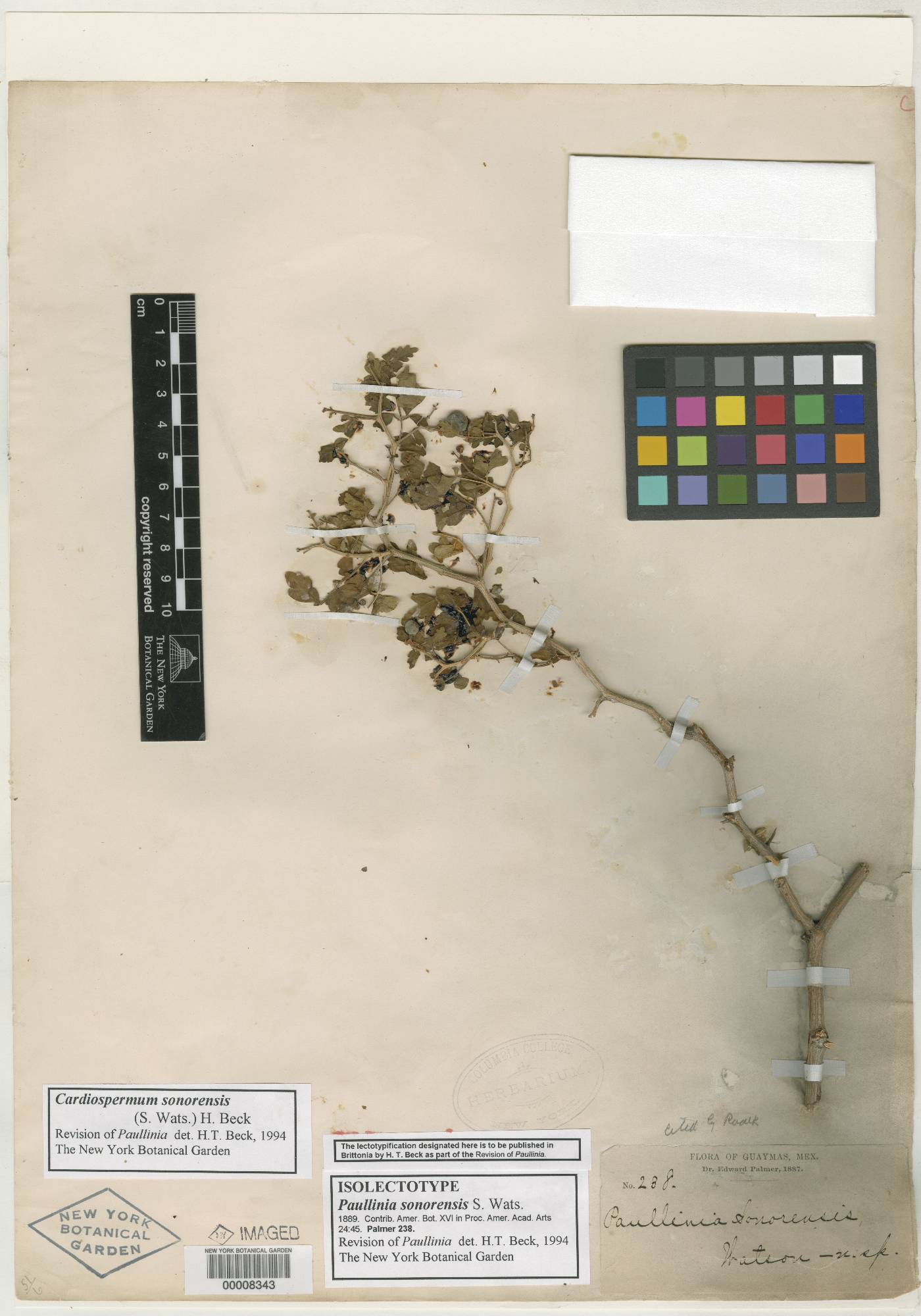 Paullinia sonorensis image