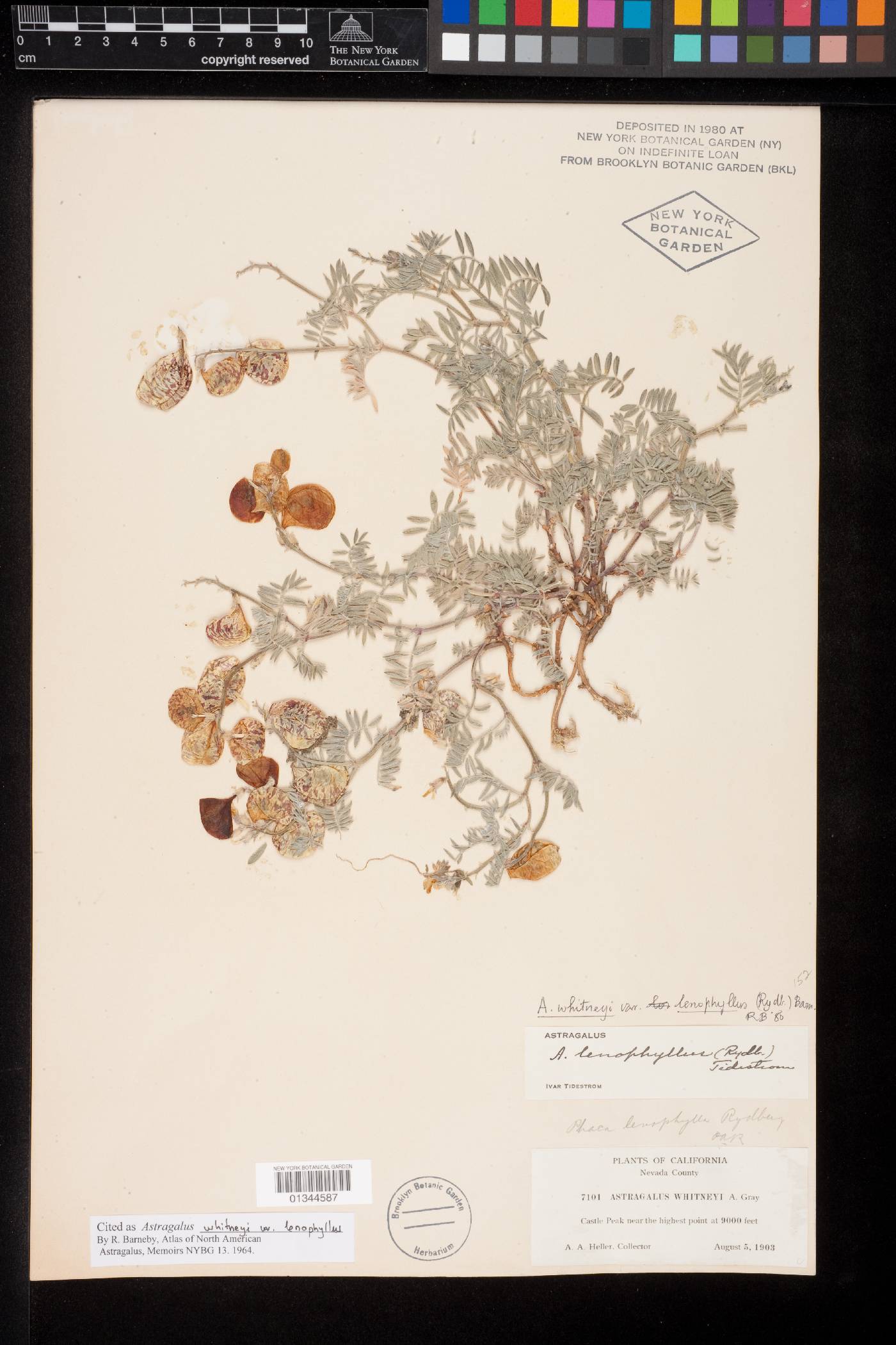 Astragalus whitneyi var. lenophyllus image