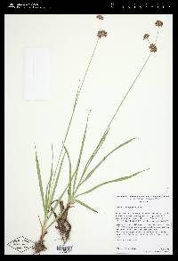 Juncus orthophyllus image