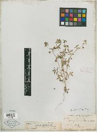 Nemophila breviflora image