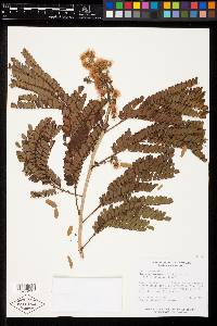 Albizia tomentosa image