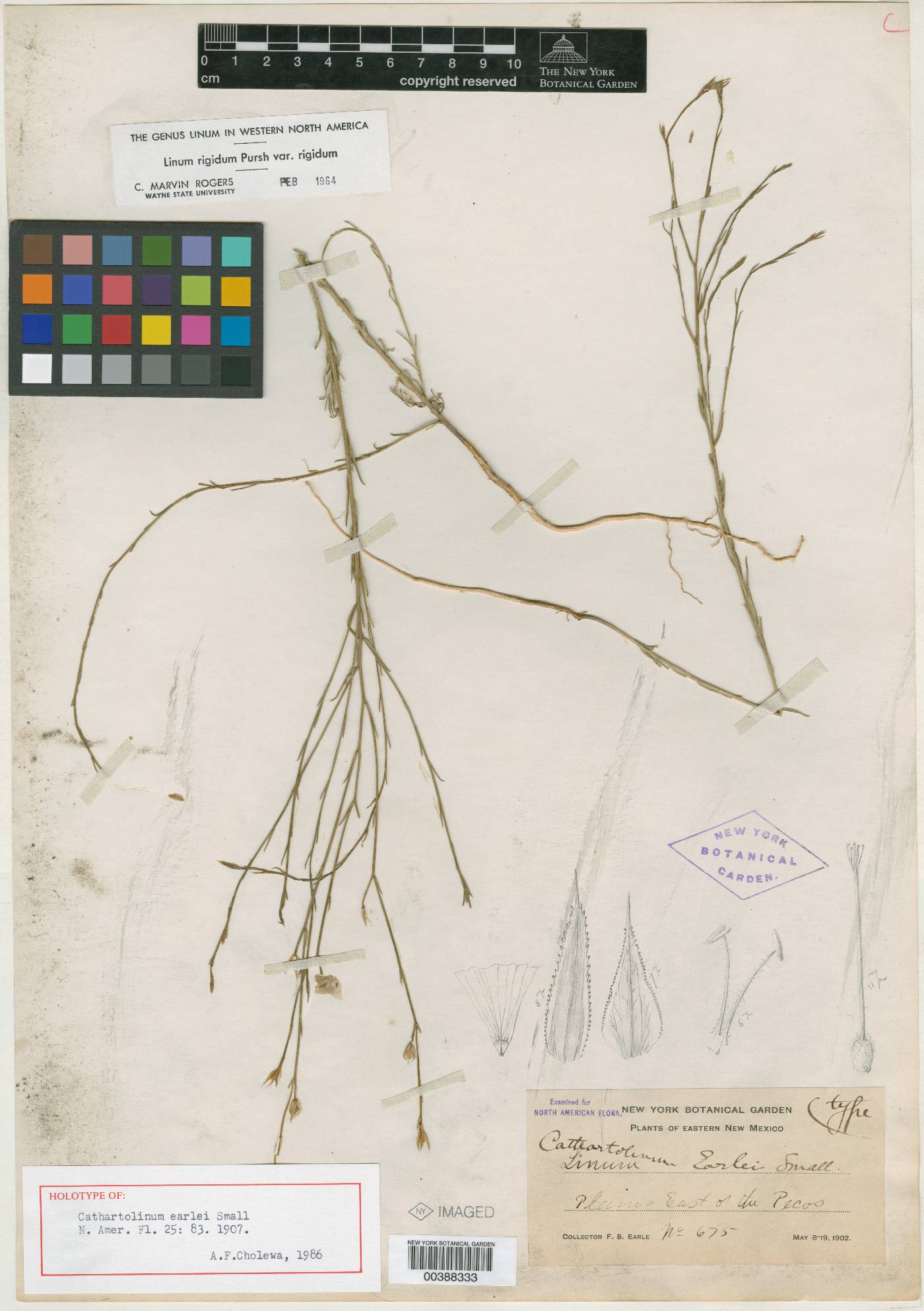 Cathartolinum earlei image