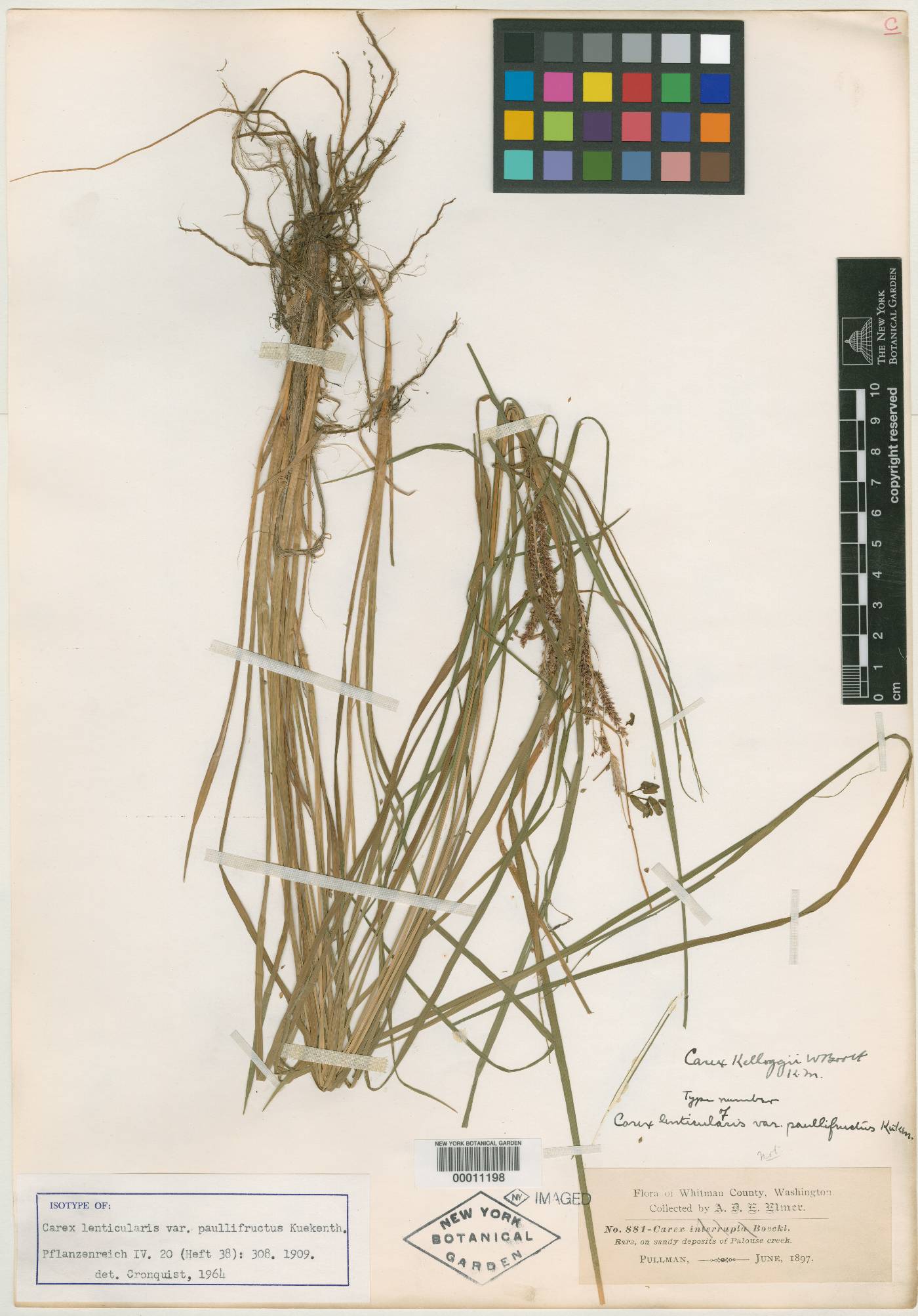 Carex lenticularis var. lipocarpa image