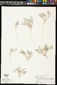 Astragalus sabulonum image