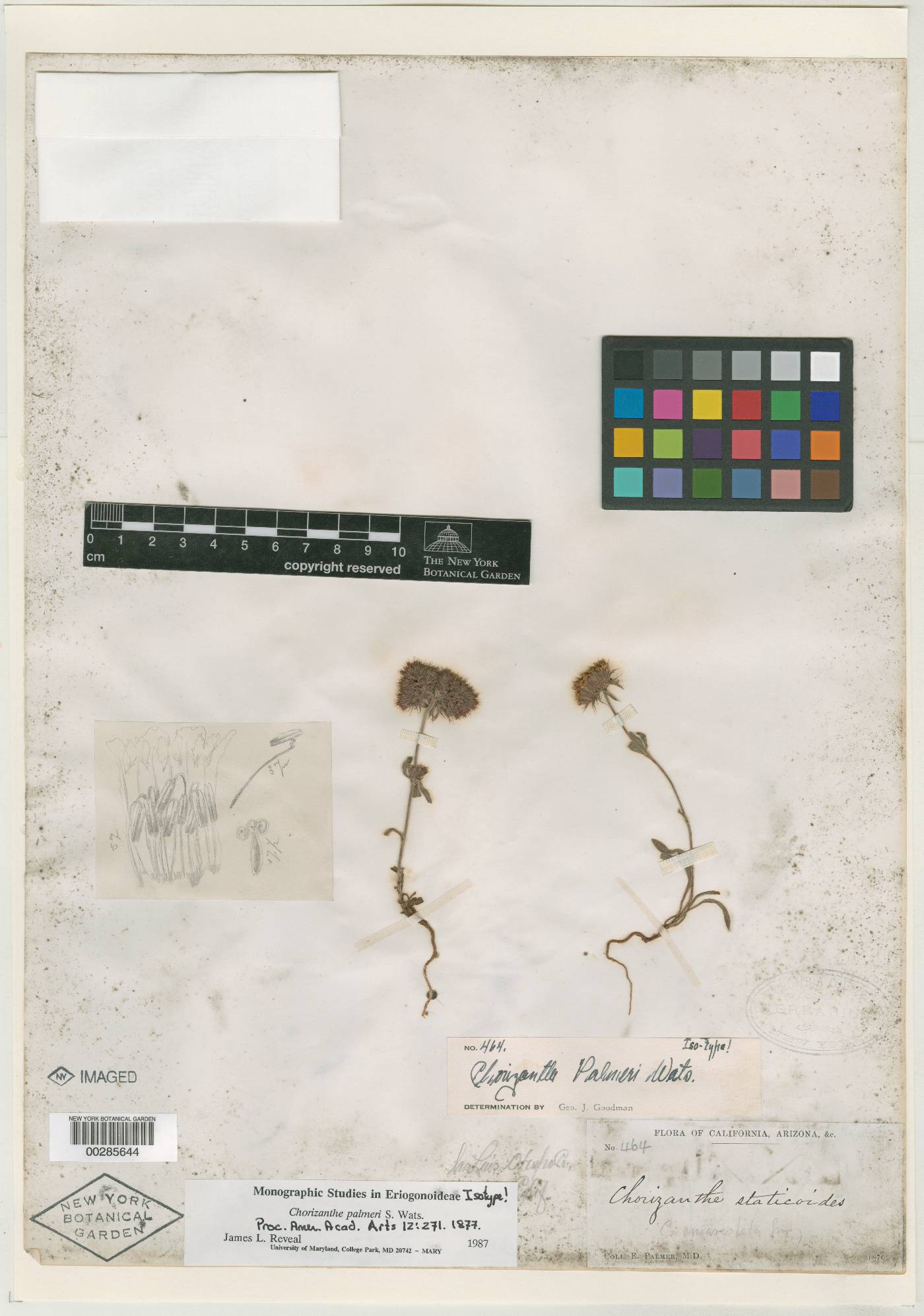 Chorizanthe palmeri image