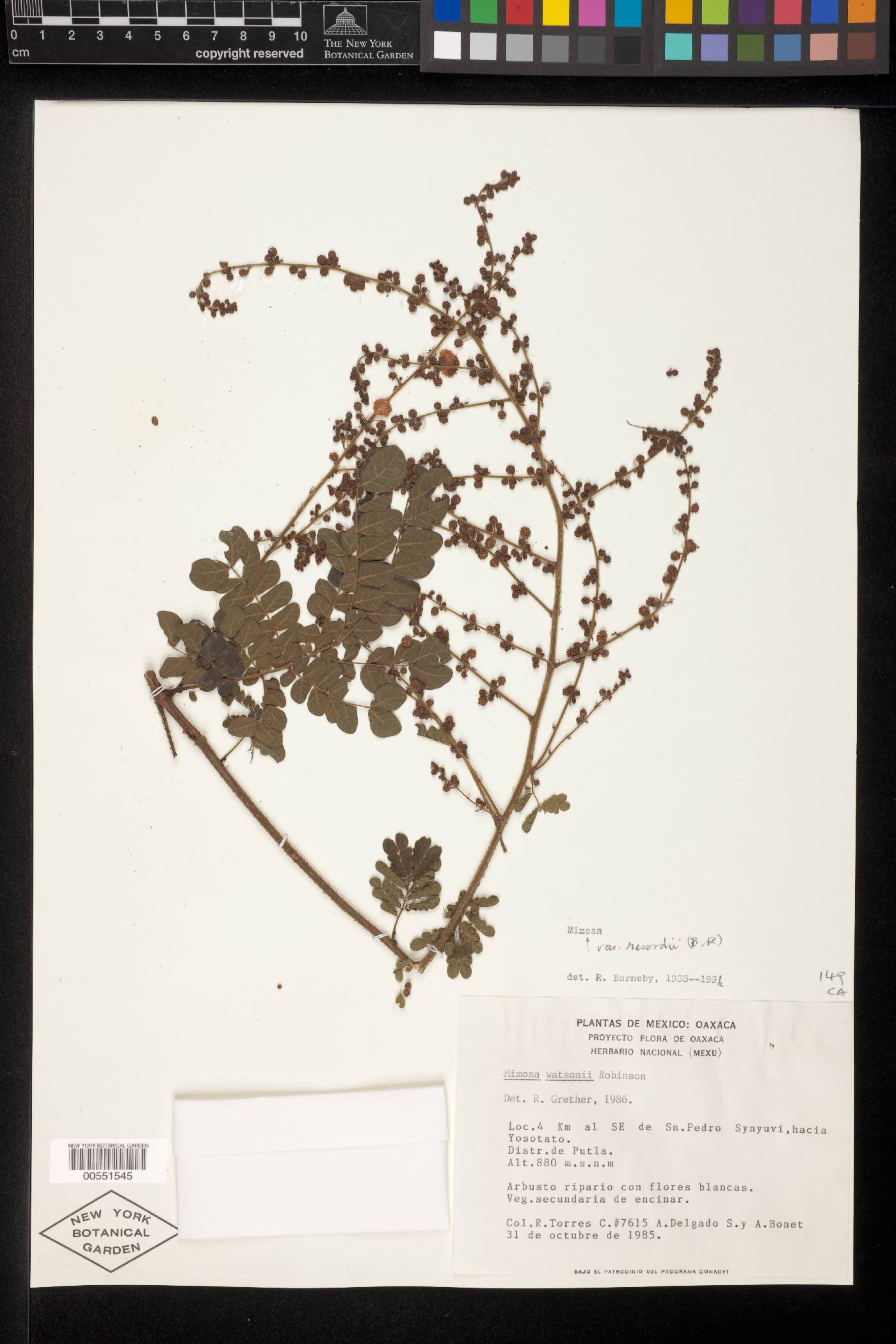 Mimosa watsonii image