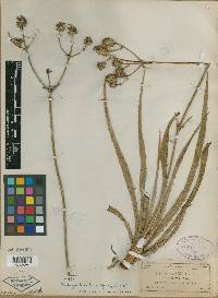 Eryngium yuccaefolium image