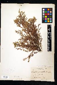 Thuja occidentalis image