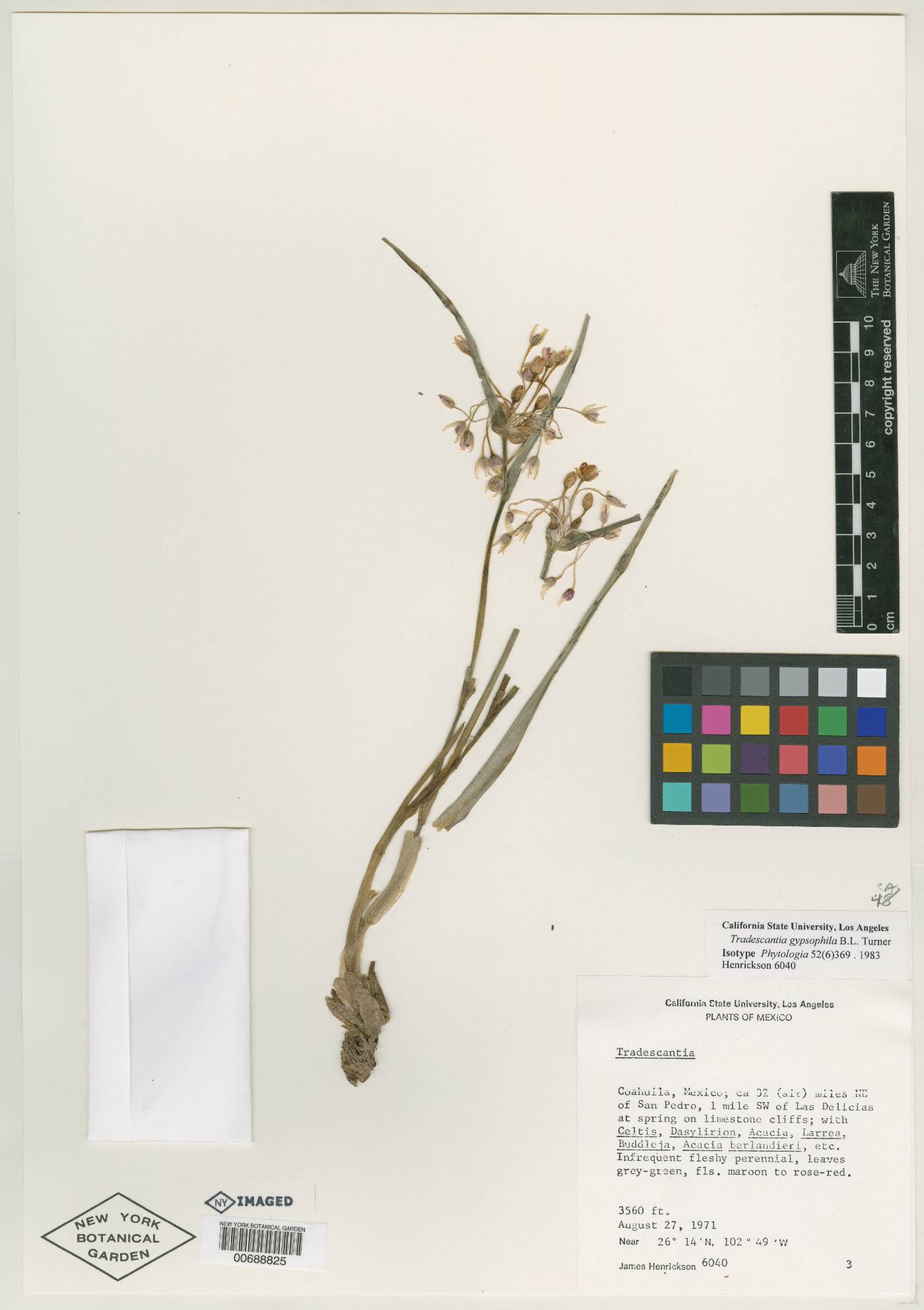 Tradescantia gypsophila image