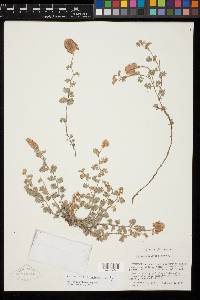 Dalea simulatrix image