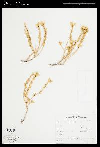 Ericameria cervina image
