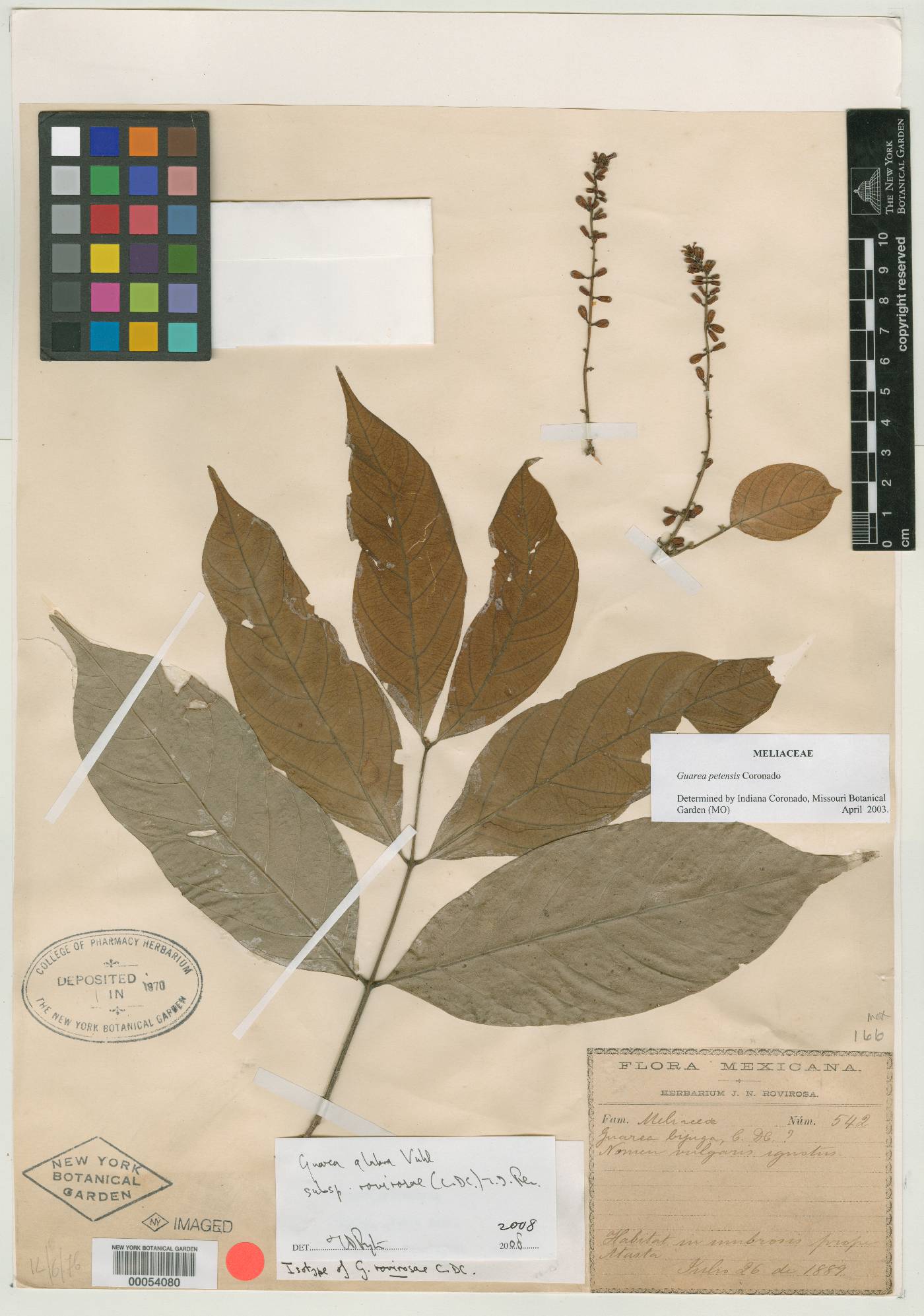 Guarea glabra subsp. rovirosae image