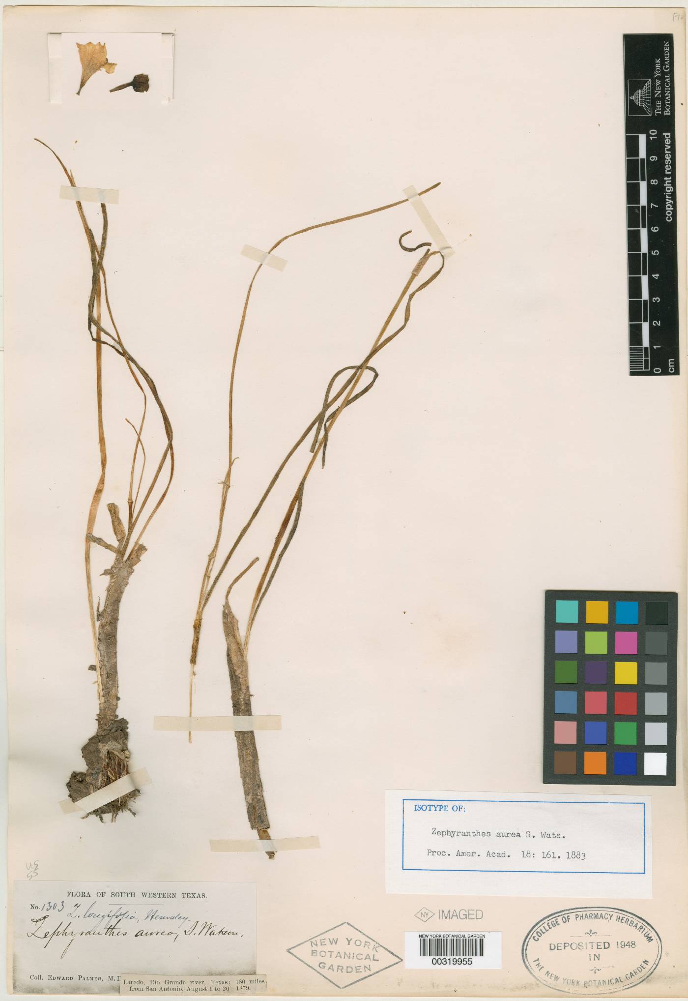 Pyrolirion arvense image