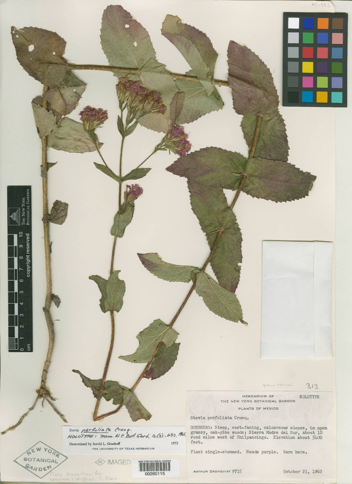 Stevia perfoliata image