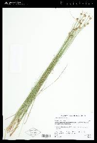 Juncus confusus image