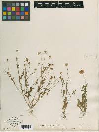 Bellis integrifolia image