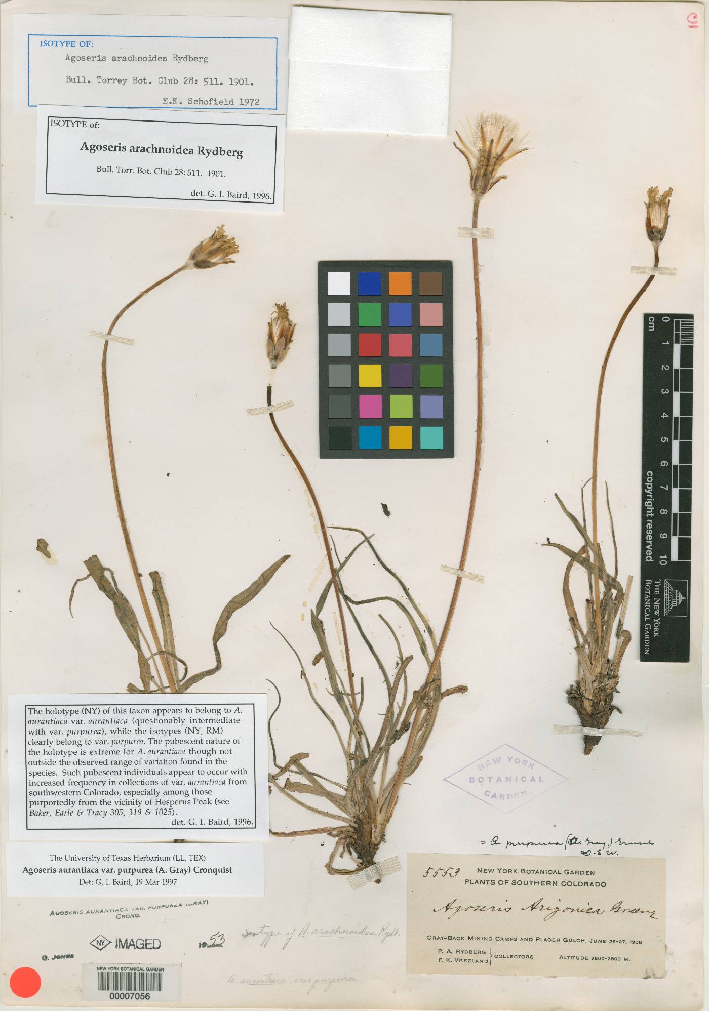 Agoseris arachnoidea image