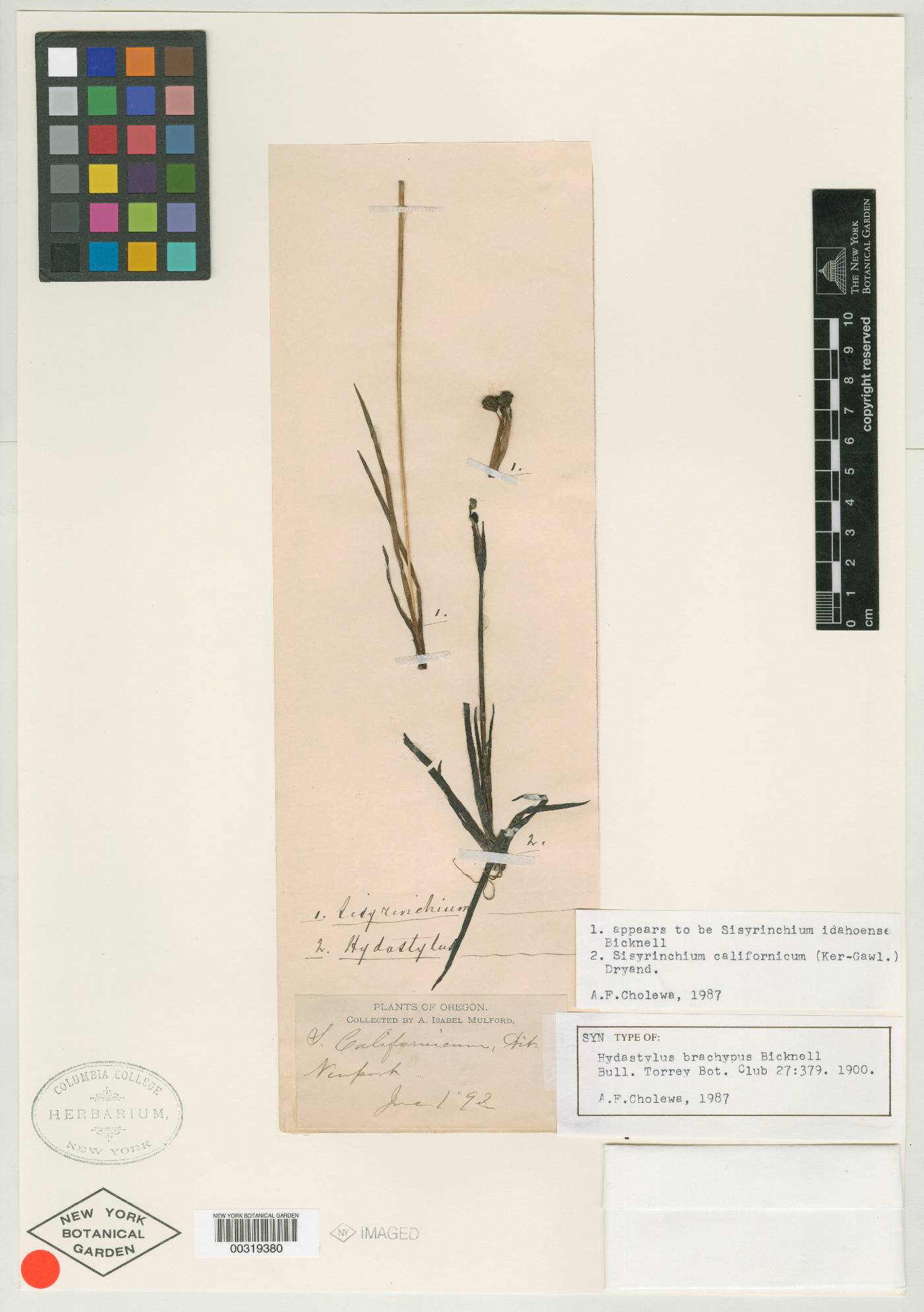 Hydastylus brachypus image