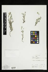 Cryptantha torreyana image