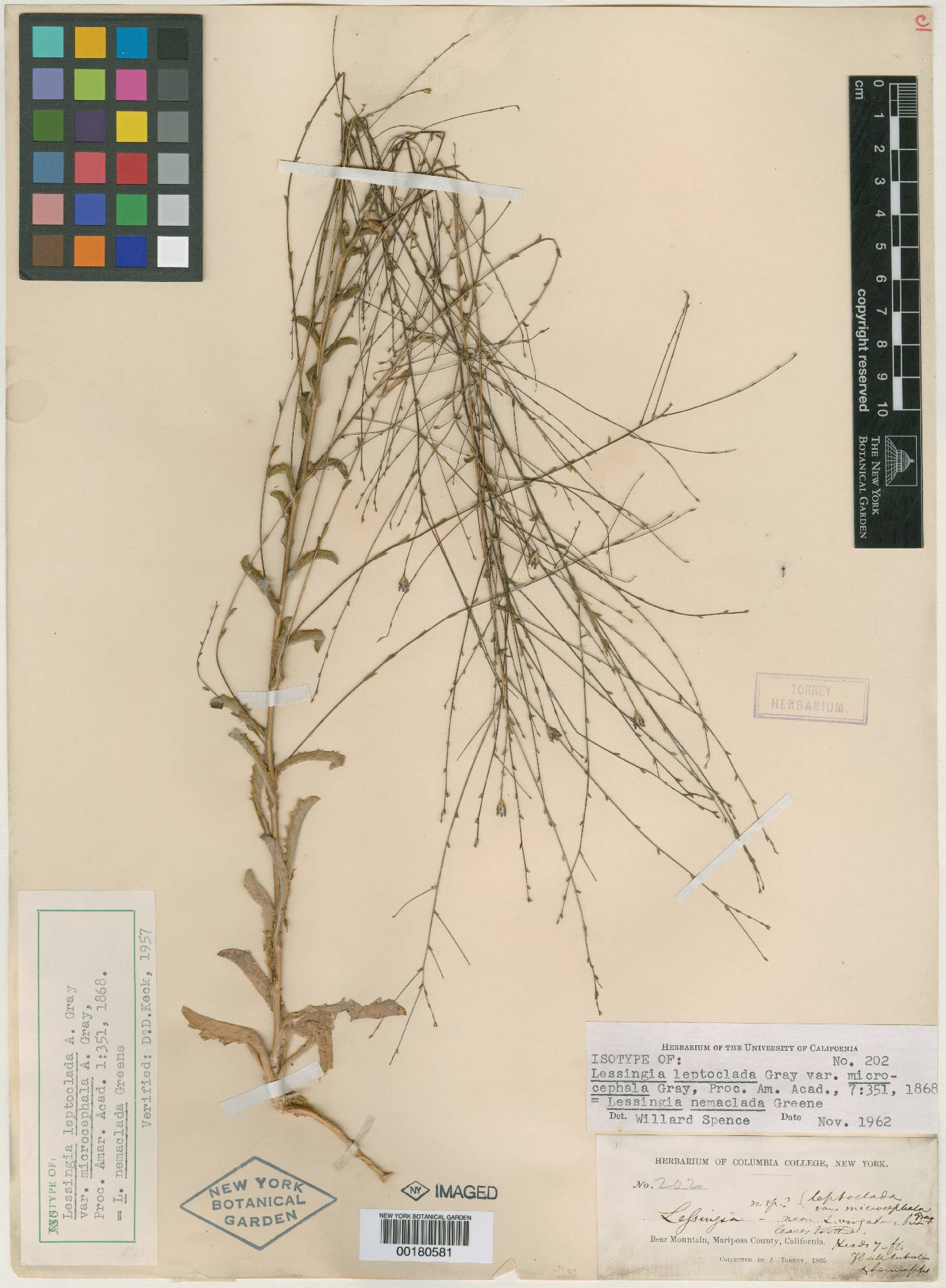 Lessingia leptoclada var. microcephala image