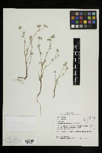 Cryptantha gracilis image