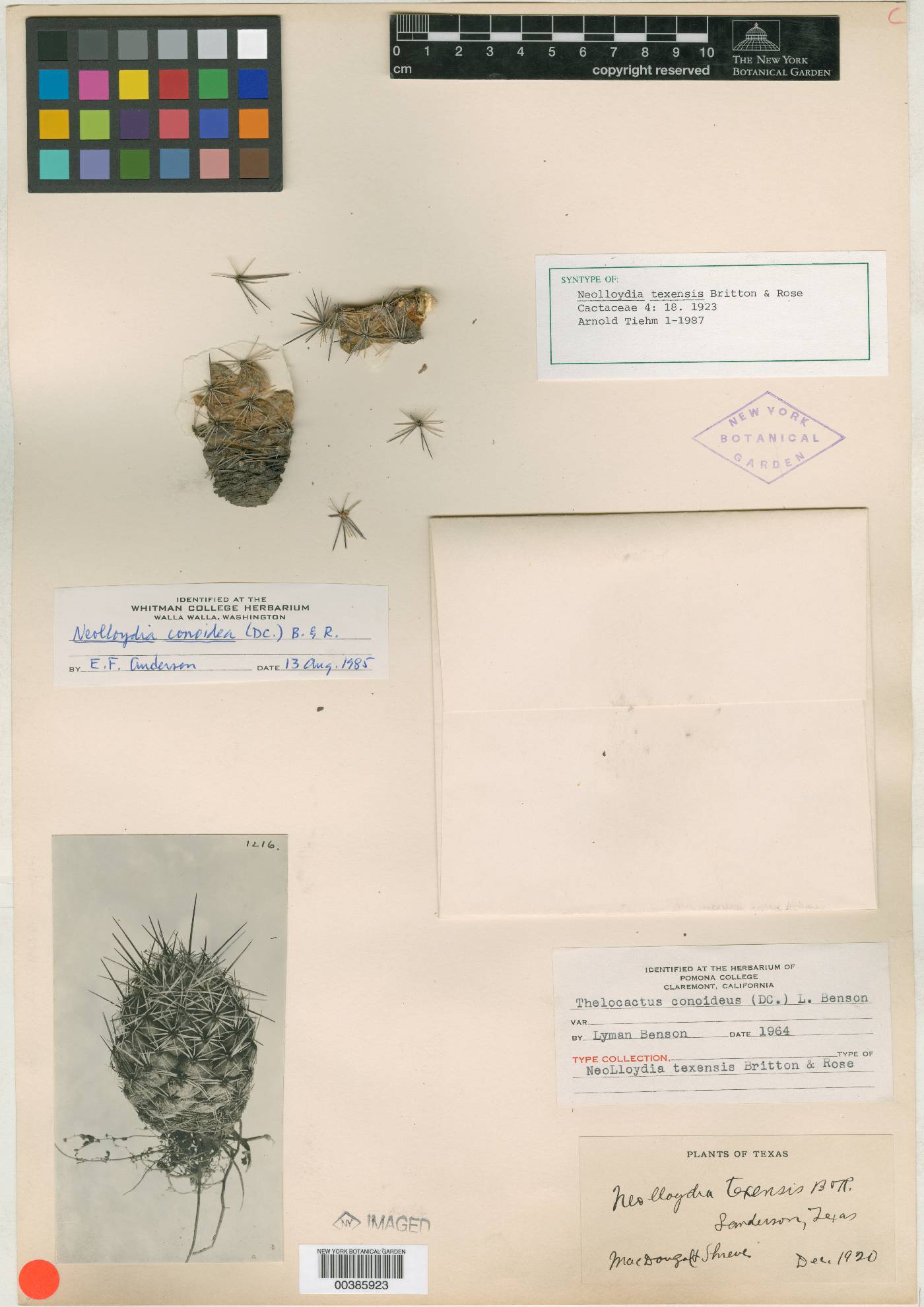 Neolloydia conoidea image