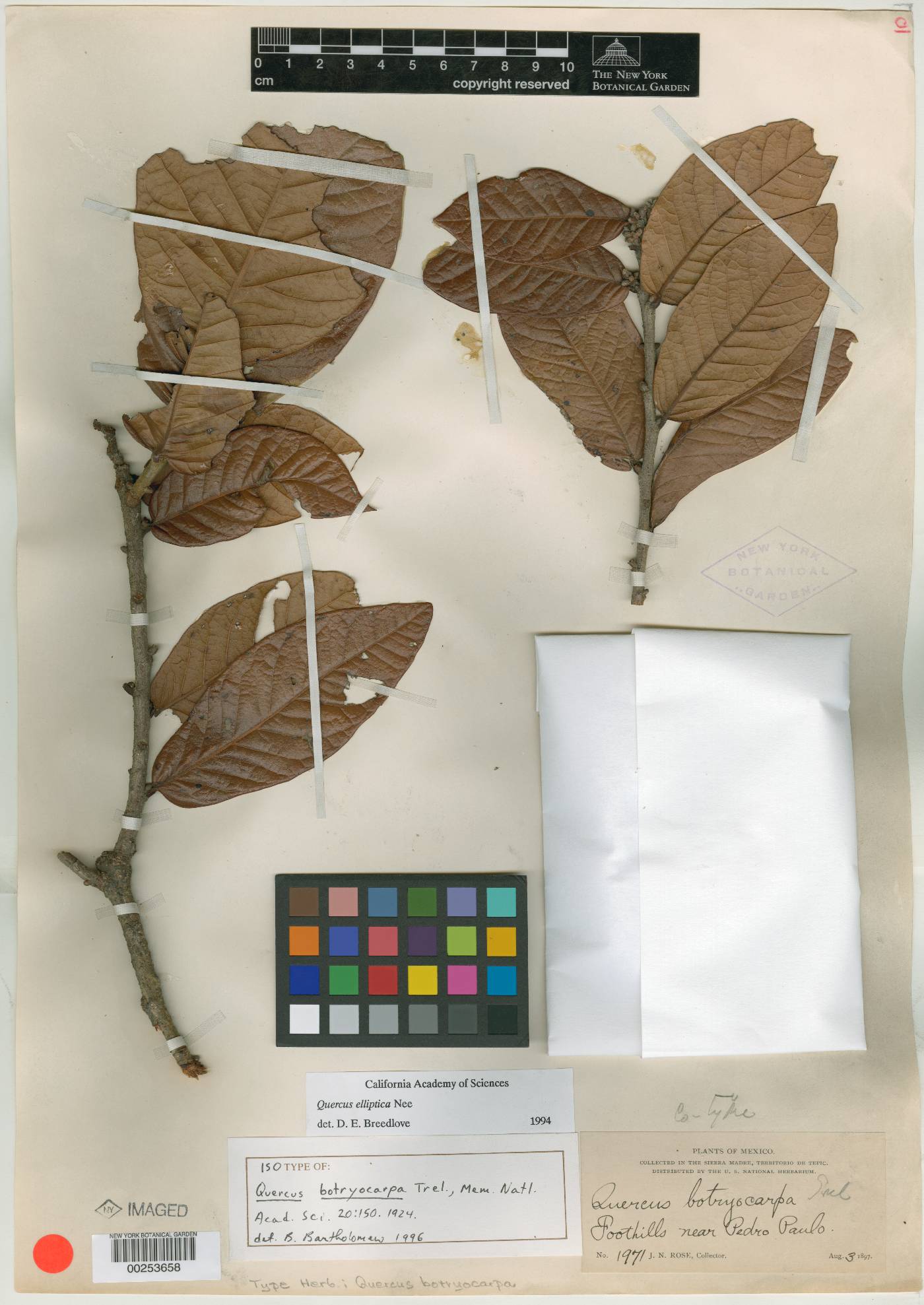 Quercus elliptica image