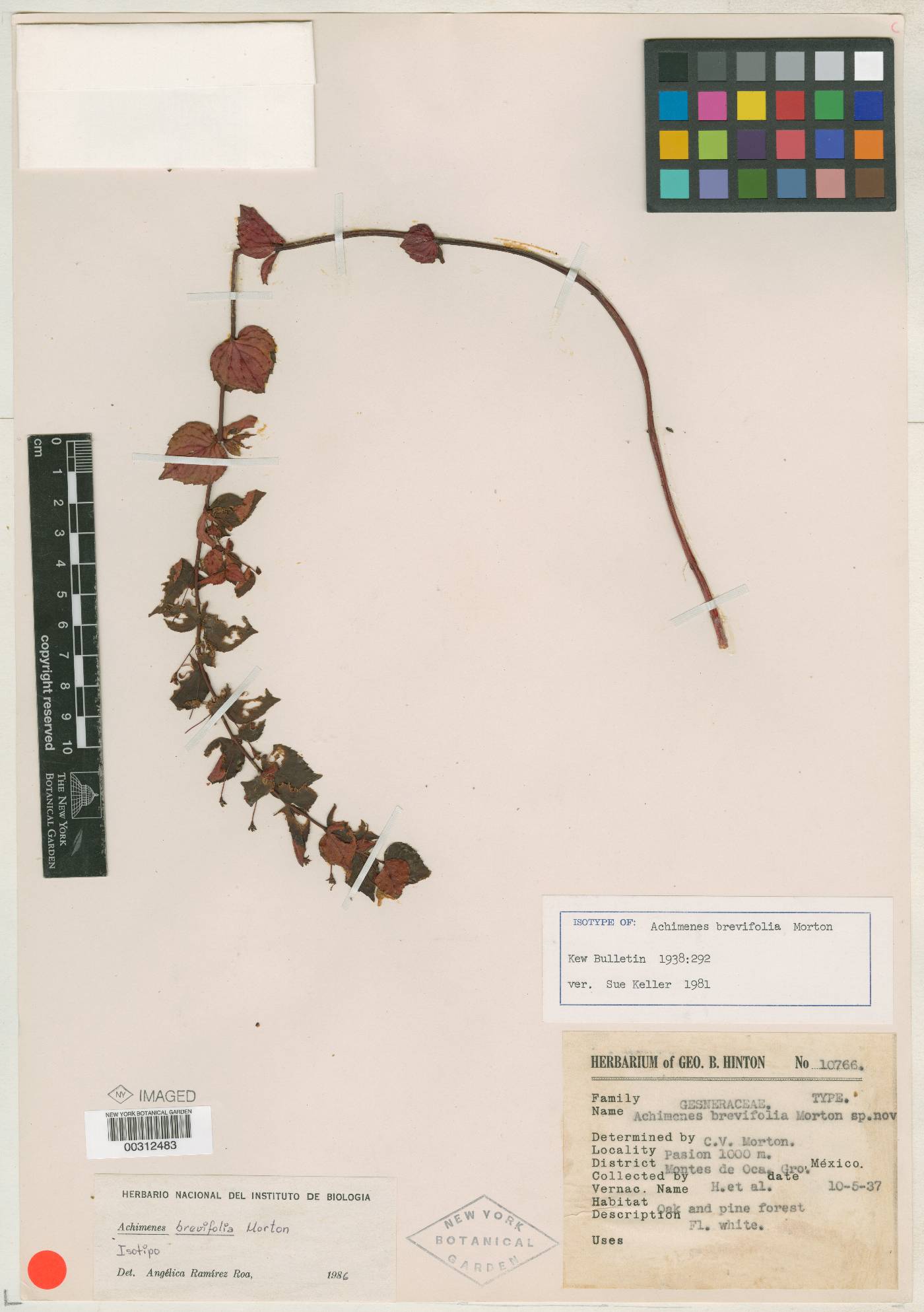 Achimenes brevifolia image