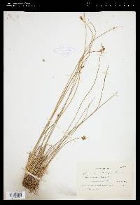 Juncus drummondii image