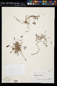 Astragalus polaris image
