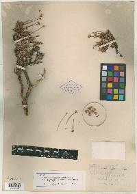 Eriogonum thymoides subsp. congestum image