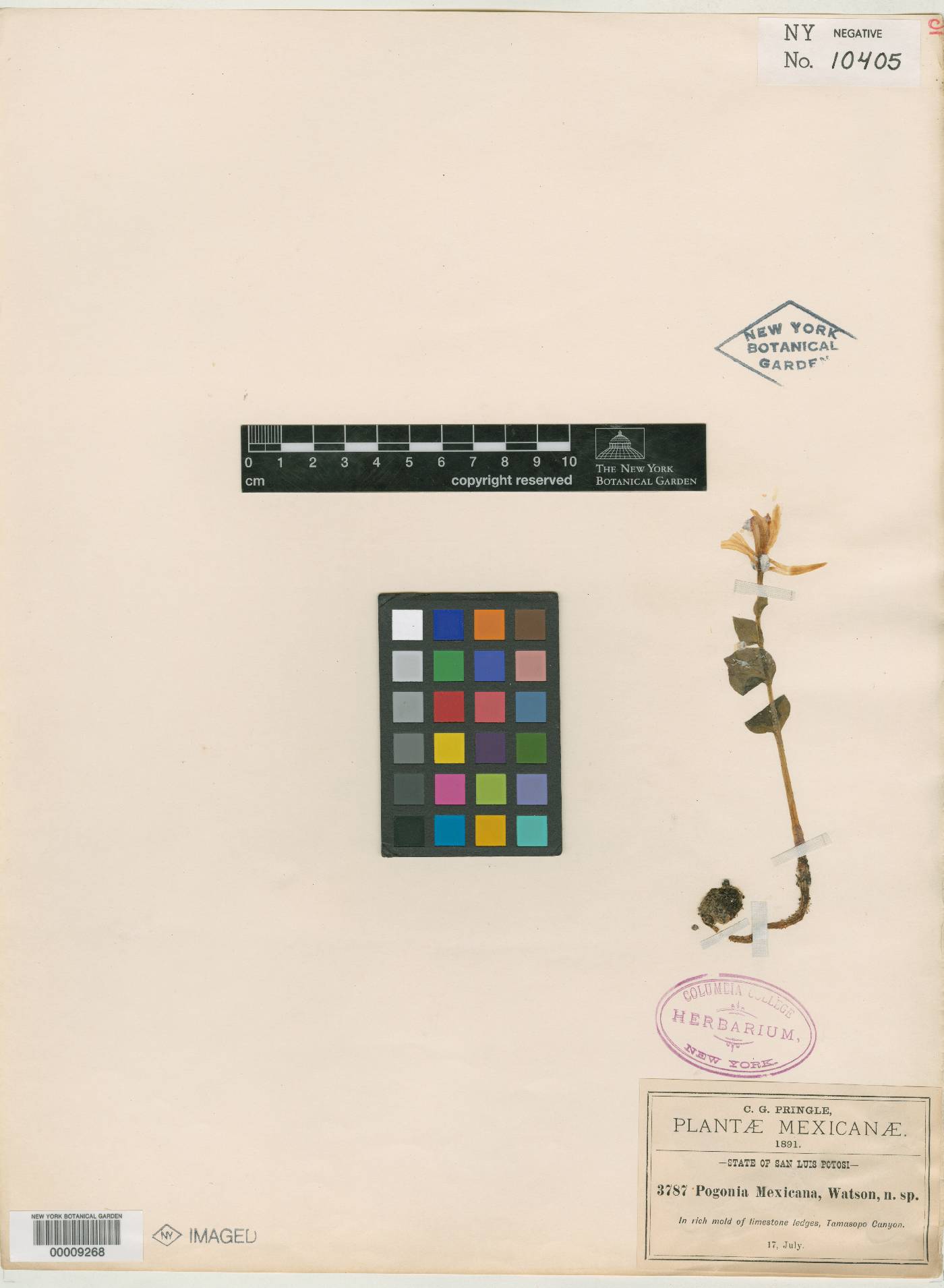 Triphora trianthophora subsp. mexicana image
