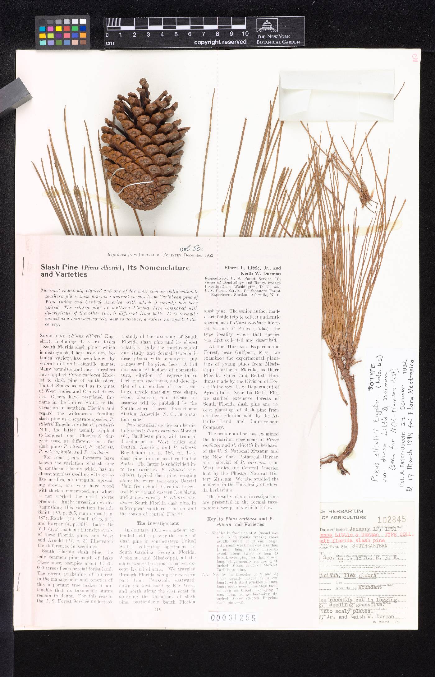 Pinus elliottii var. densa image