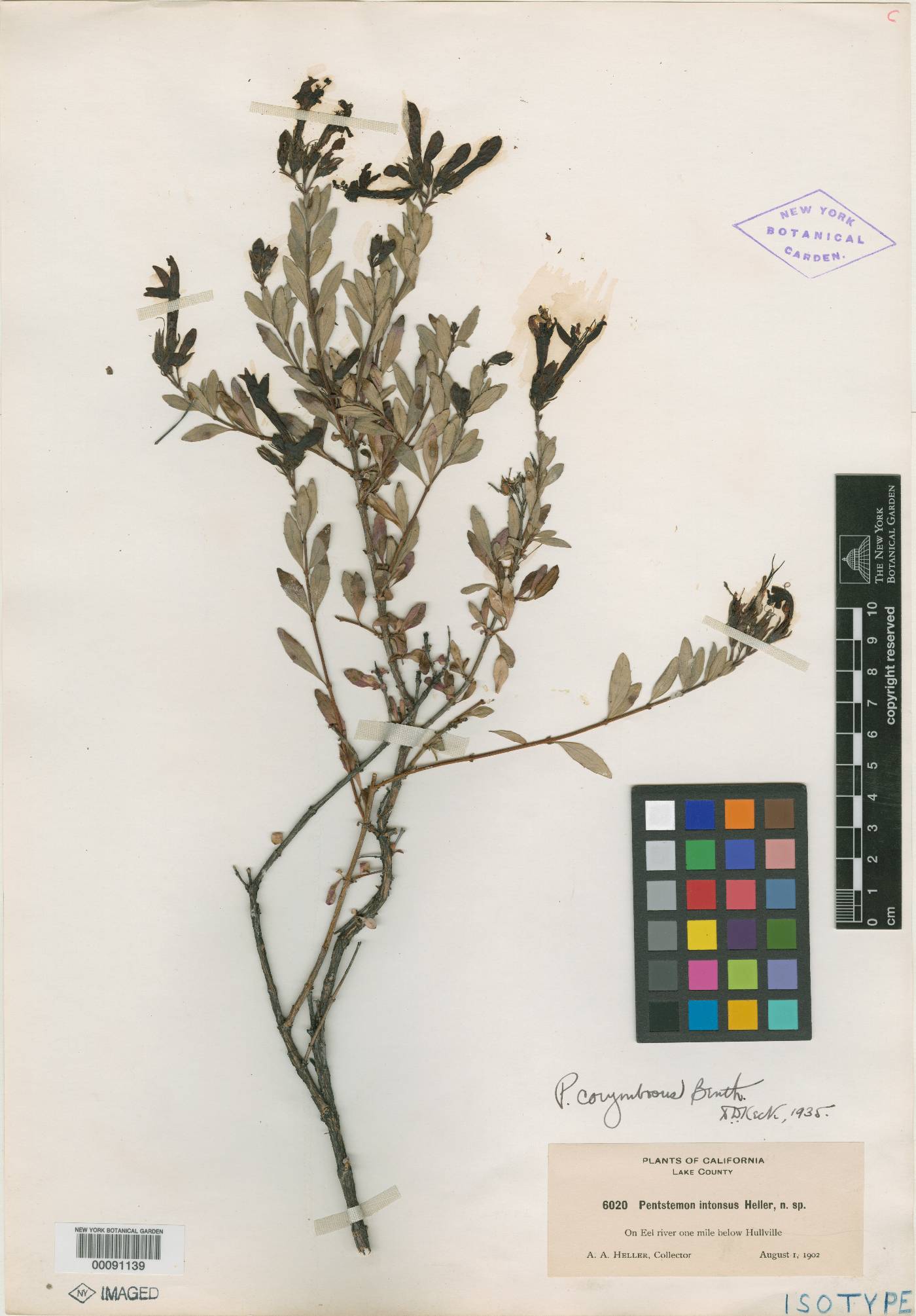 Penstemon intonsus image
