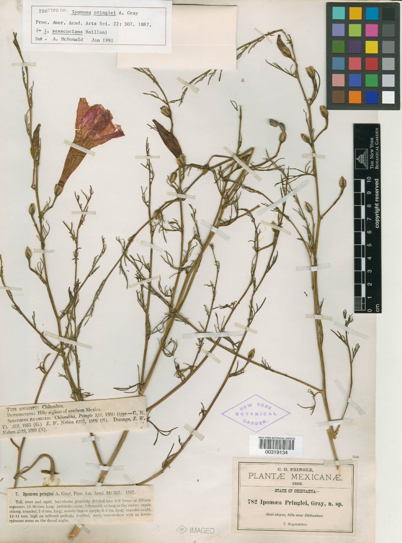 Ipomoea sescossiana image