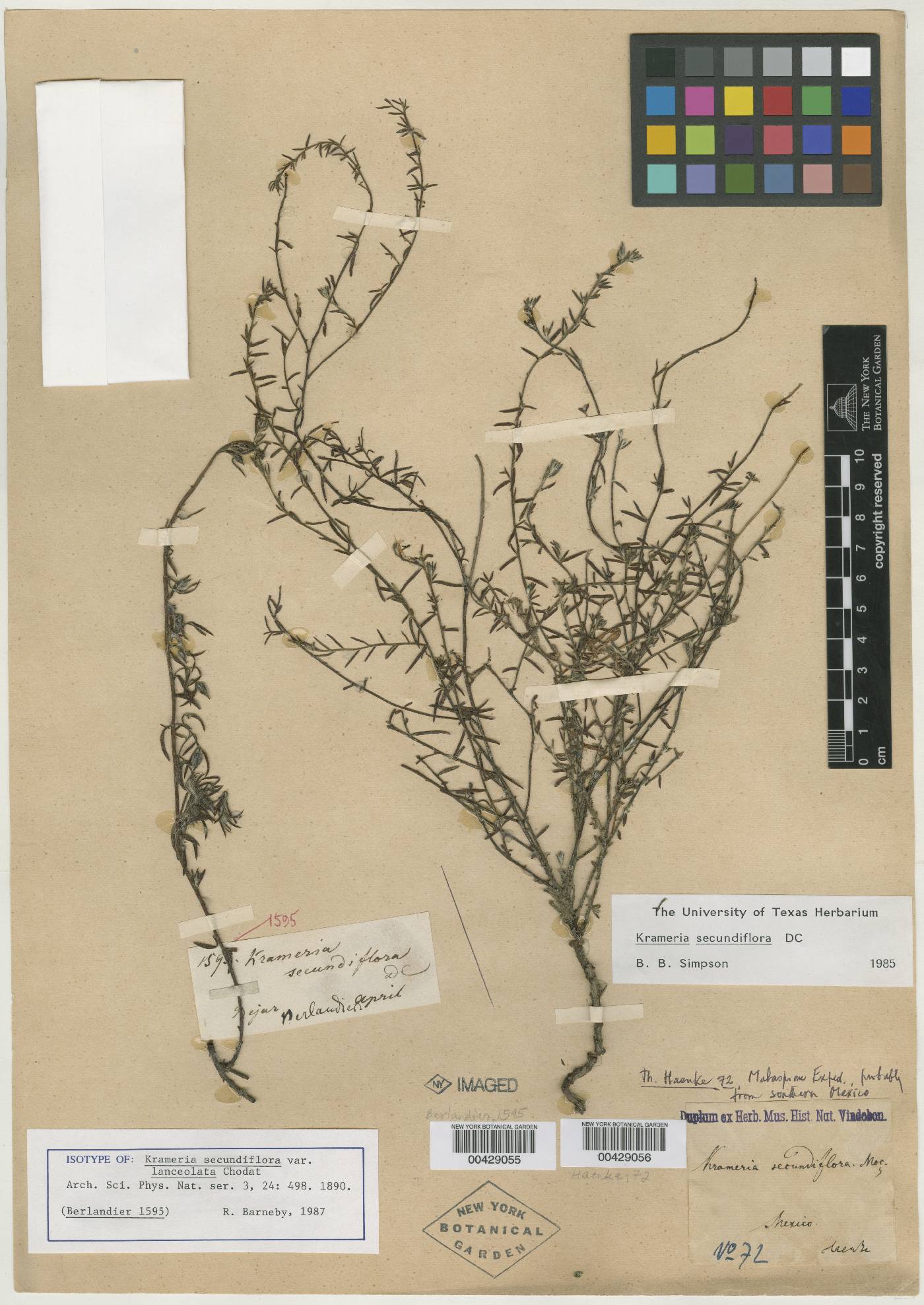 Krameria secundiflora var. lanceolata image