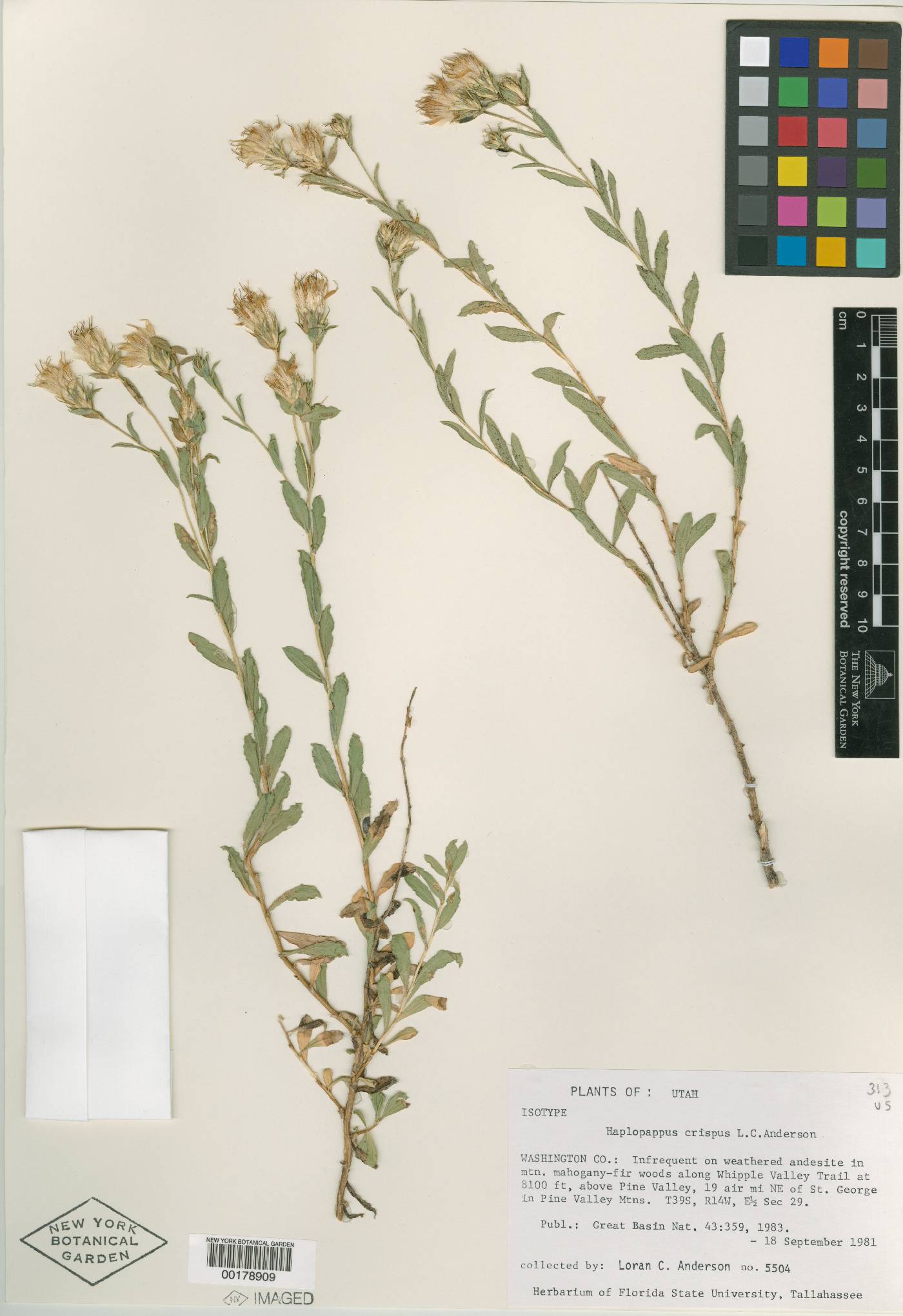 Ericameria crispa image