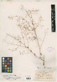 Oenothera tenuissima image