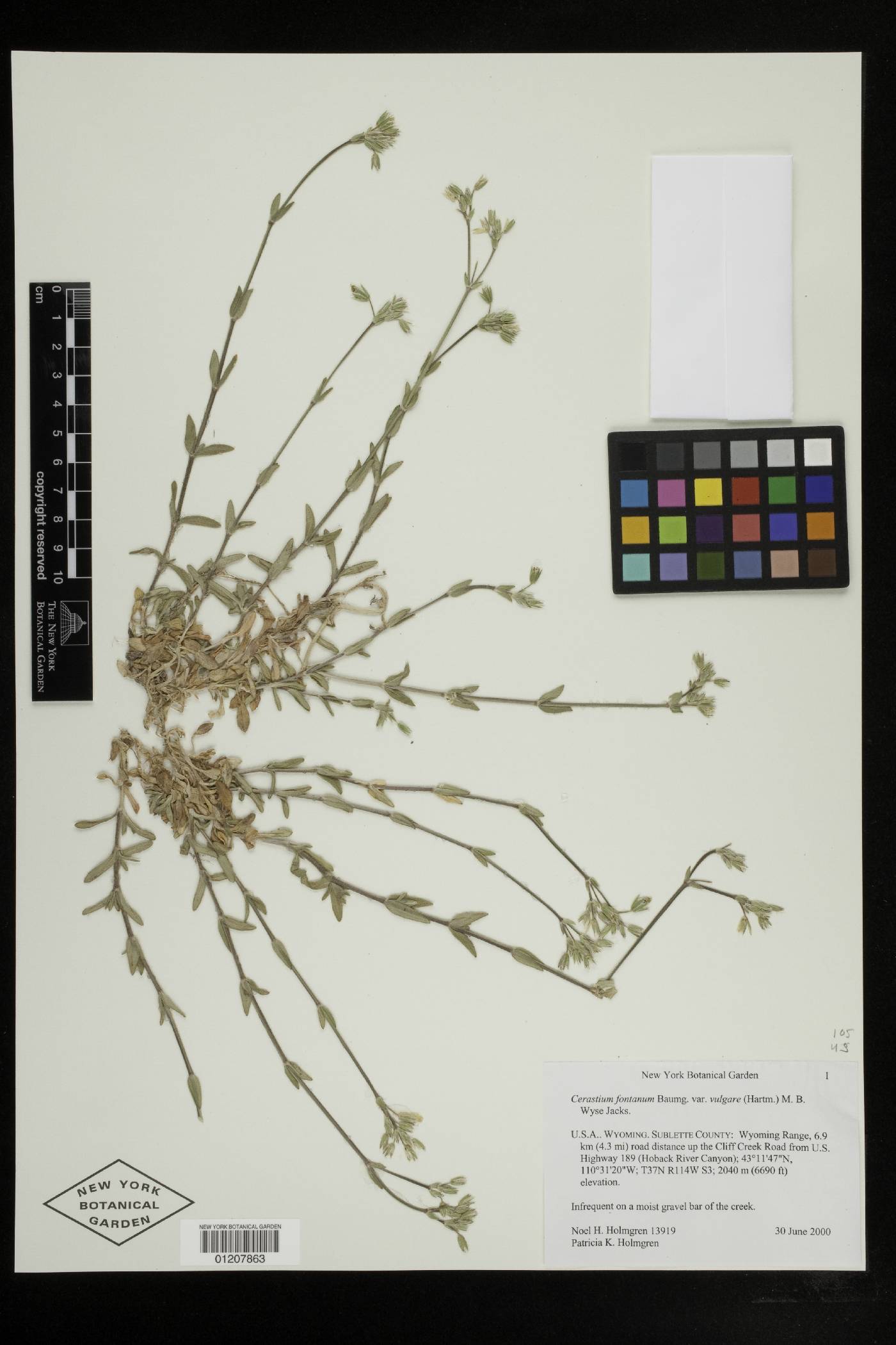 Cerastium fontanum var. vulgare image