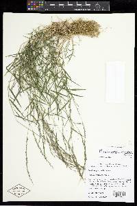 Muhlenbergia schreberi image