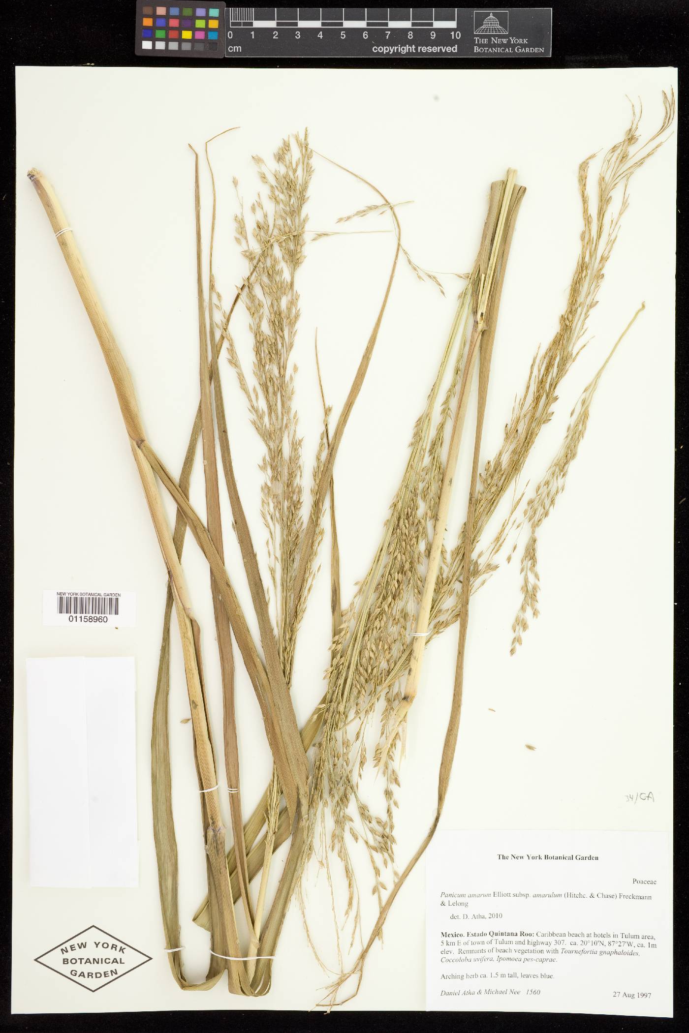 Panicum amarum image