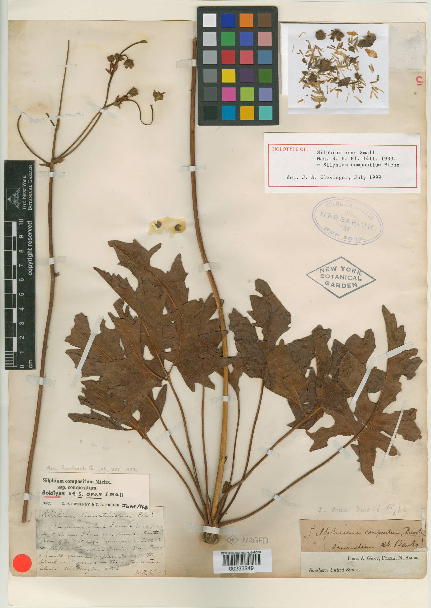 Silphium orae image