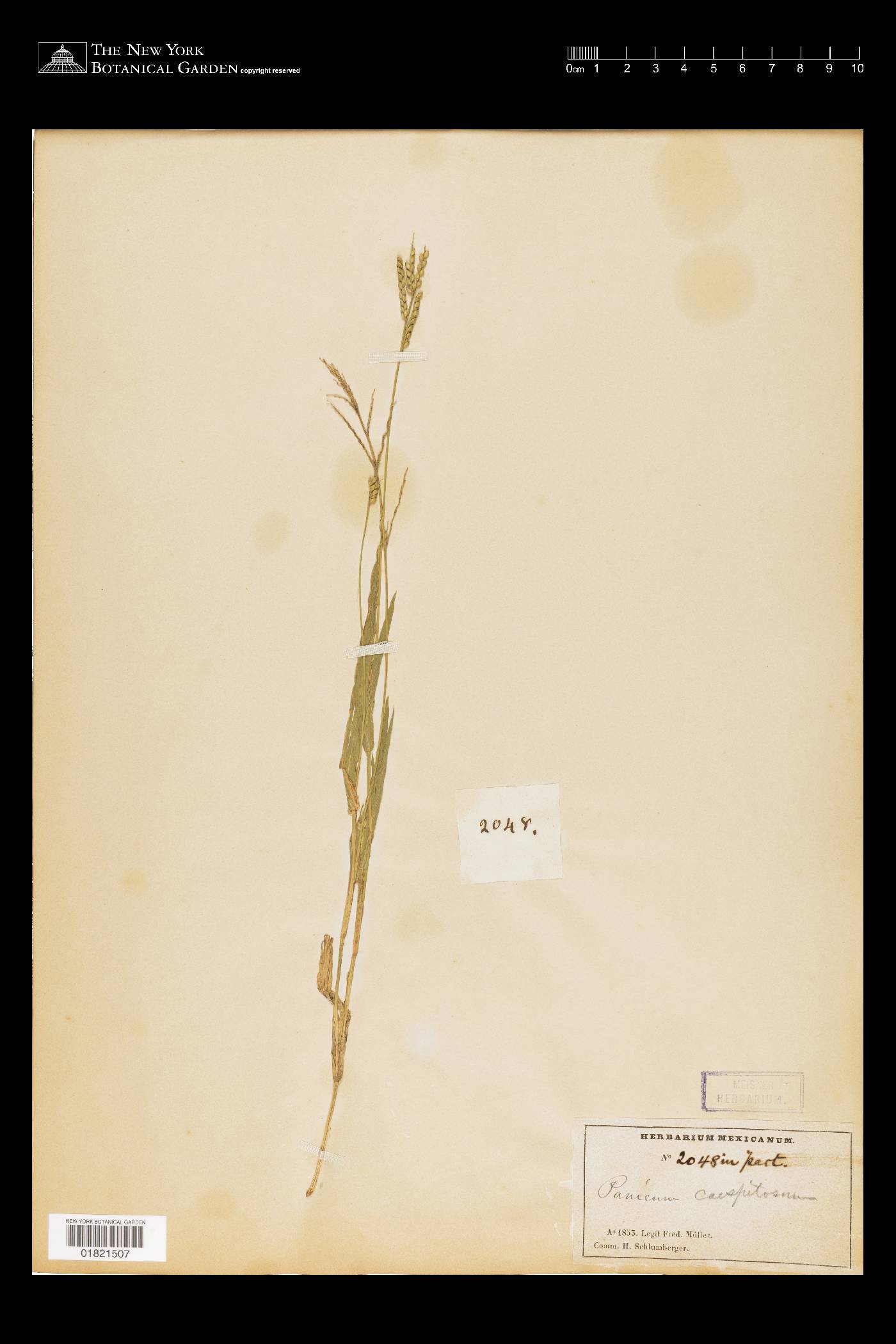 Brachiaria reptans image