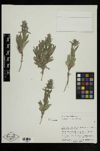 Stachys rothrockii image