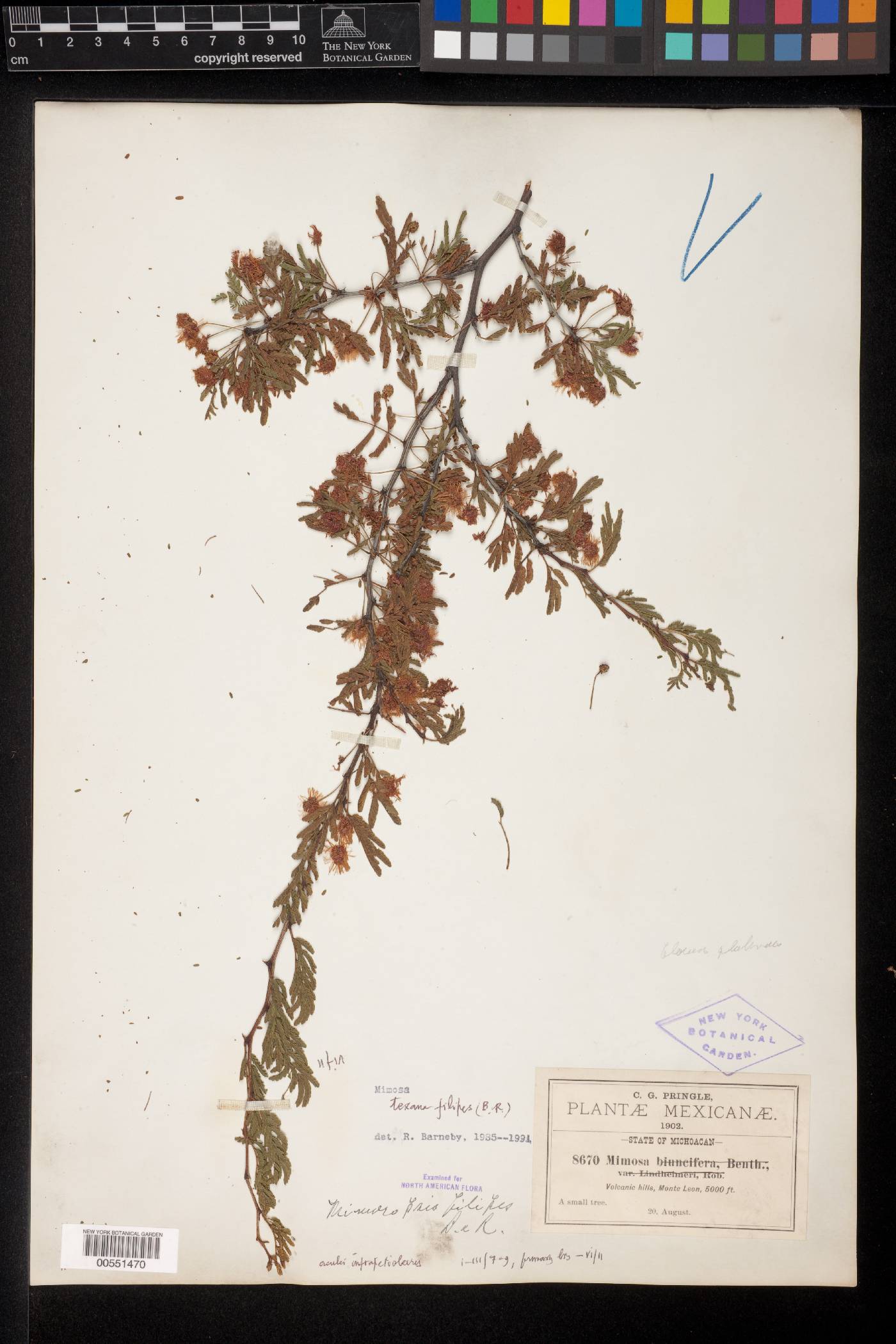 Mimosa texana var. filipes image